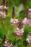 JustSeed Saat-Esparsette/Onobrychis viciifolia, Britische Wildblume, 60 Samen