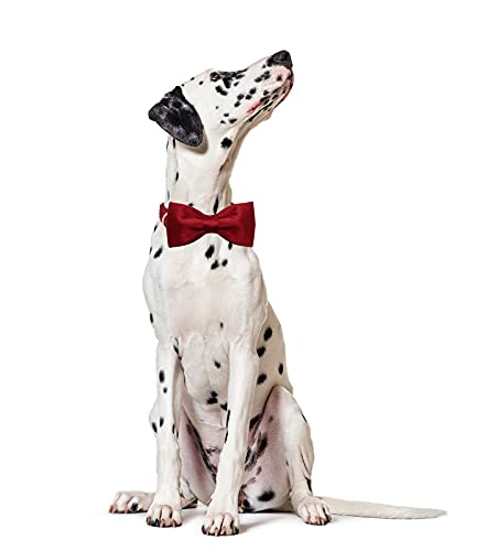 Lionet Paws Hundehalsband mit Fliege - komfortable Seide Weihnachten Hundehalsband mit abnehmbaren Fliege für kleine Hunde, Hals 25-40cm