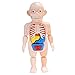 Modello di organi umani per bambini, modello di insegnamento dell'anatomia del torso mini, giocattoli modello cognitivo di apprendimento precoce assemblato fai da te, per regali educativi per bambini