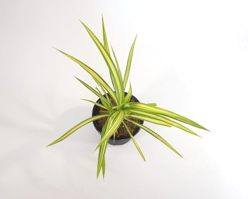 Image of Spider Plant Live Indoor Plant with Pot | Natural Air Purifier | Fast-Growing, Low-Maintenance Chlorophytum for Home & Office Decor | Fresh Healthy Hanging & Table Plant