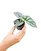 PLNTS - Baby Alocasia Silver Dragon - Zimmerpflanze - Pfeilblätter - Echte Pflanzen für Drinnen - 2cm Stecklinge - Höhe 10cm PLNTS günstig Kaufen-PLNTS - Baby Alocasia Silver Dragon - Zimmerpflanze - Pfeilblätter - Echte Pflanzen für Drinnen - 2cm Stecklinge - Höhe 10cm