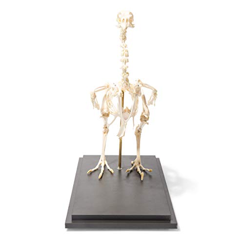 Image of 3B Scientific GmbH T300021 Chicken Skeleton, Articulated