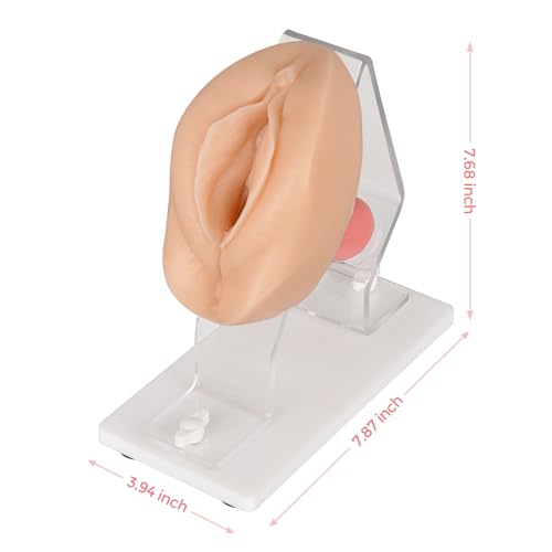 Image of Gynecological Examination Model, Vaginal Training Model for Science Teaching, Anatomical Model of Pelvic Health for Medical Students