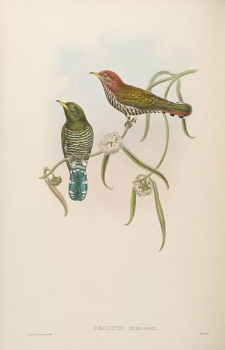 Poster Oiseau Chrysococcyx Maculatus John Gould - Sublimer un Mur Vide Décoration 60x90