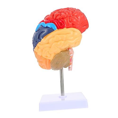 Modèle d'anatomie du cerveau en PVC Cabilock détaillé pour étude médicale