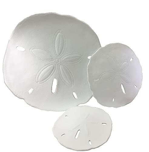 Nautical Tropical Imports Set of 3 Large Urchin Sand Dollar Wall Hanging Sculptures (White)