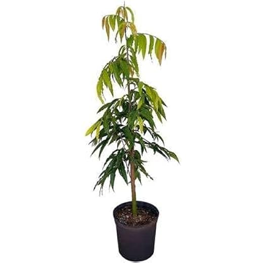 Ashoka Long Tree Plant