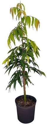 SEEDTREES Ashok Plant Saraca Asoca Ashoka (Pendula) Long Tree Plant (B0CXDKDQCT) Amazon Price History, Amazon Price Tracker