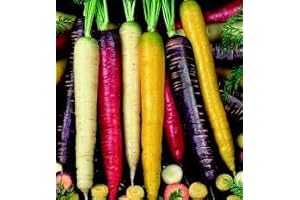 Hart Seed Organic Rainbow Carrot Blend: Unleash a Kaleidoscope of Colors in Your Garden