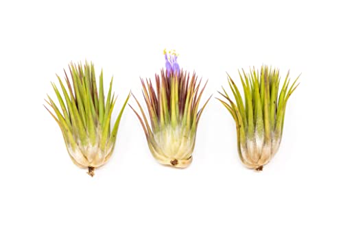 3 Pack Jumbo Air Plant Ionantha Guatemala 'Macho' - Live