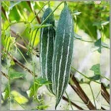 15 Short Snake Serpent Gourd Seeds, Serpent Gourd Seeds