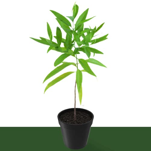 Mphmi Live Plants Nursery Garden Sandal Wood, Chandan White - Plant (Plant Height 4 inches, Pack of 1 Sandal Wood Plant) (B0BTW3QMZG) Amazon Price History, Amazon Price Tracker