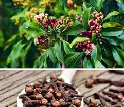 Clove/Lavanga- VENUS-ONLINE Clove/Lavanga (Syzygium aromaticum) Spice Plant, One Live Plant