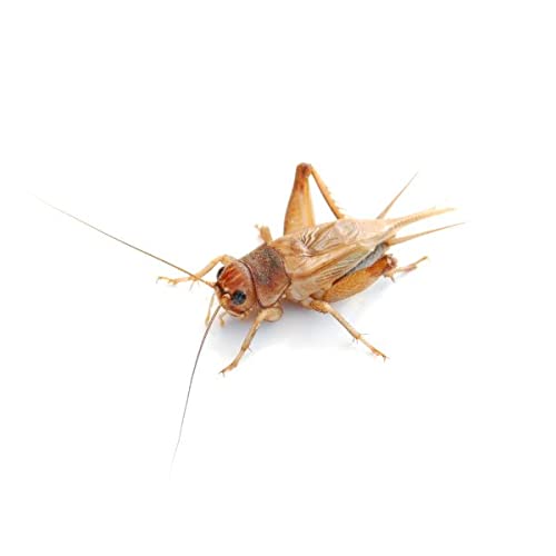 Steppengrillen groß | 4 Dosen | 80 Stk. | Futterinsekten