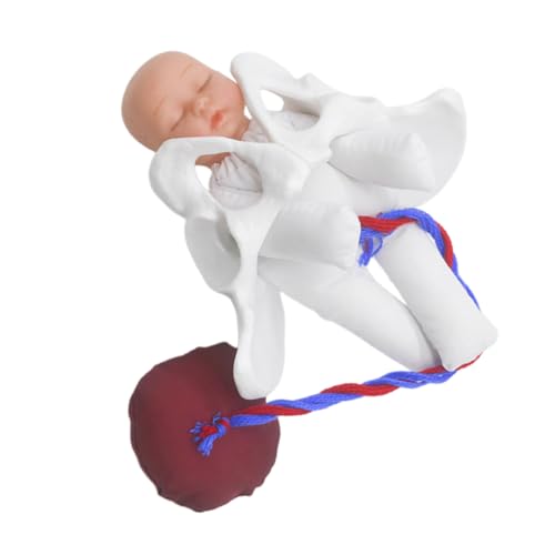 Modèle de bassin féminin obstétrique avec simulateur fœtal pour école de sage-femme