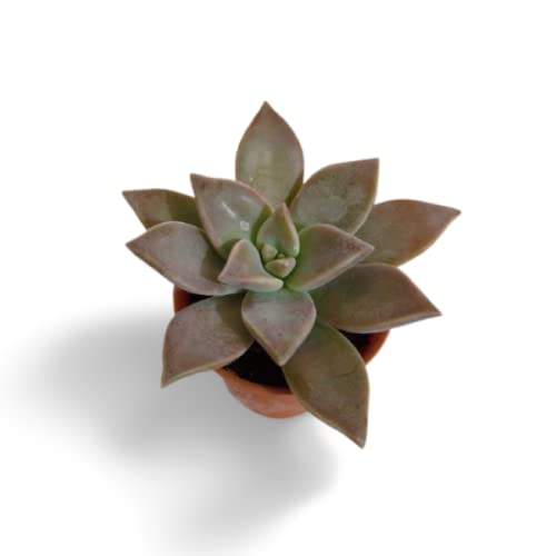 OhhSome Succulent Plant Graptopetalum Paraguayense Ghost Live Compact|Rounded |Balcony|Bedroom|Balcony Garden (Healthy Plant) (B09K4DJ1CX) Amazon Price History, Amazon Price Tracker