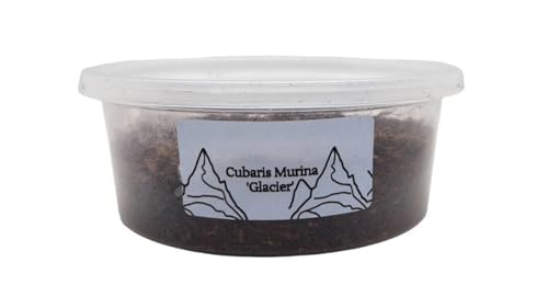 Josh's Frogs Cubaris murina ‘Glacier’ Isopods (10 Count)