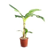 pianta di banana – musa 'dwarf cavendish', altezza 95 cm, diametro vaso 21 cm