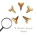 Authentic Shark Teeth Fossils with Collection Box & Magnifier, 5 Pack