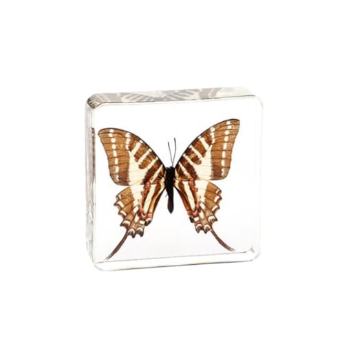 Real Insect Specimen in Resin Insect Taxidermy Paperweight Preserved in Resin Collect Science Display for Scientific Educational Home Office Supplies (B-b, 3x3x0.8 inch)