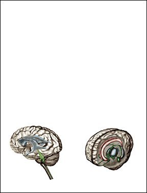 Brain Note Pad-Memo Pad-Notebook-100Sheets-2Pc In One Package #TOP3