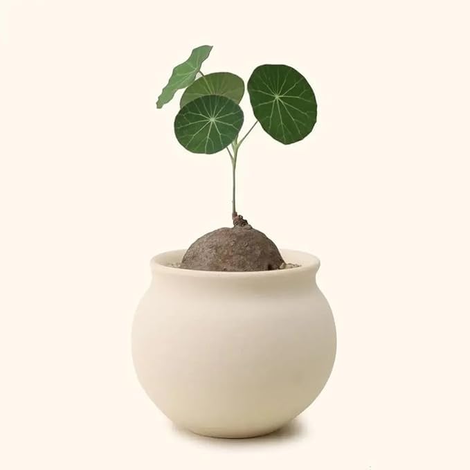 Stephnia Erecta Plant I Stephnia Caudex I Stephnia Tuber I Air Purifier I Good Luck Plant I Coin Leaf Plant (Pack of 1), Without Leaves | Only Bulb, CF_02