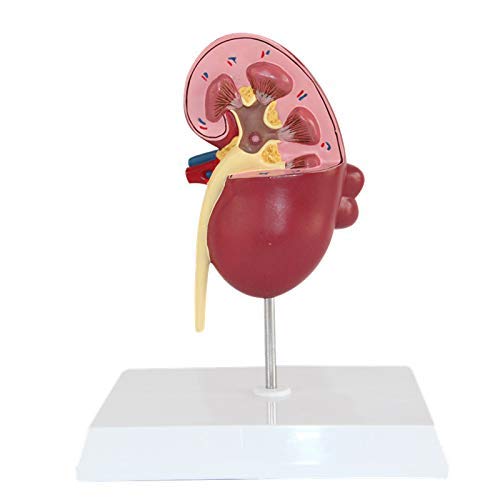 Human Kidney Anatomical Model - 1:1 Life Size Human Anatomical Skeleton Model,Teaching Supplies