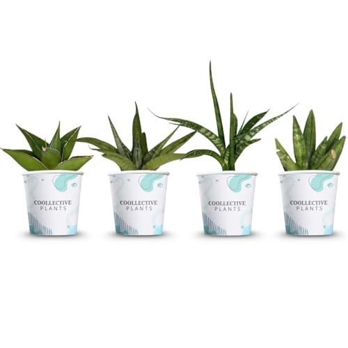 CoollectivePlants Sansevieria Collection 4-Pack – Live Snake Plan...