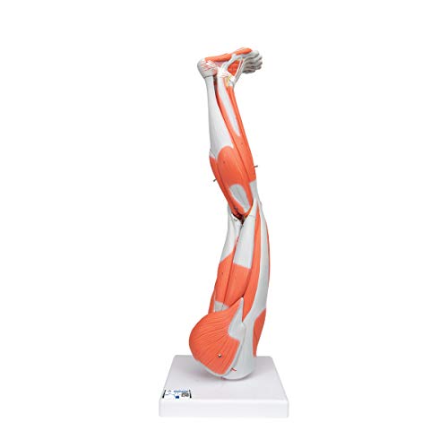Image of Muscular Leg 9-Part - 3B Smart Anatomy