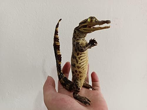 Animal Specimen Real Animal Skull Specimen Taxidermy Cleaned Skull Collection Fox, cat, Mink, Crocodile, Dog, Raccoon, Snake, Rabbit, Goat ，Muskrat，Nutria，Fox's paw (10pcs,Crocodile B)