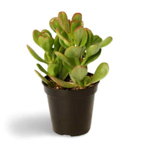 OhhSome Fern Plant Moss Terrariums Indoor|Outdoor For Home & Garden (Healthy Live Plant) (B09K4HWYY5) Amazon Price History, Amazon Price Tracker