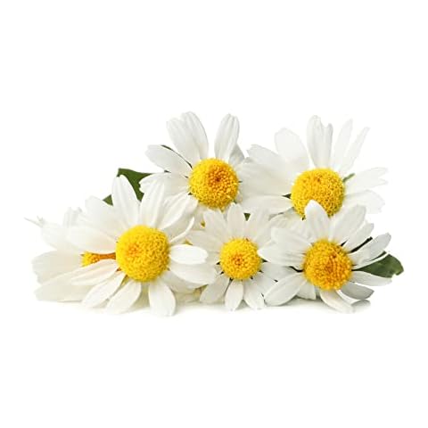 Chamomile 'Sweet' Flowering Plug Plant Pack Cover