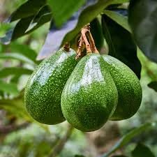 Live Avocado Plant Organic Butter Fruit Plant for Home Garden and Balcony Healthy Natural Chemical-Free Evergreen Fruit Shrub in Nursery Pot-picture-11