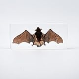 Bat Specimen, Real High Quality Resin Bat Specimen for Science Classroom Science Education, Biology, Collections, Animal Study Enthusiasts, Quirky Animal Skulls (Bat 5.6x2.6x0.8 Inch)