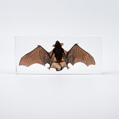 Bat Specimen, Real High Quality Resin Bat Specimen for Science Classroom Science Education, Biology, Collections, Animal Study Enthusiasts, Quirky Animal Skulls (Bat 5.6x2.6x0.8 Inch)