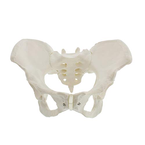 MonMed Life Size Female Pelvis Model, Hip Model â€“ Female Anatomy Model, Hip Bone Pelvic Model Female Anatomical Model