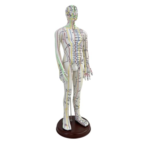 Milageto Modelo de acupuntura Altura 54cm Modelo de cuerpo humano PVC con base Accesorios ligeros para profesionales Ayuda didáctica, Masculino