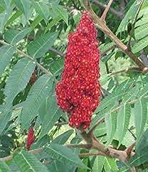 seeds 10pcs Carob Tree seeds