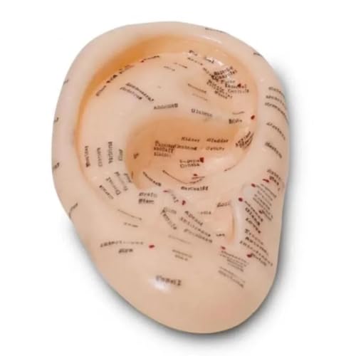 Maket — Özel Üretim Kaliteli İnsan Anatomisine Uyumlu Muayene 20 Cm Kulak Maketi Akupunktur Noktası
