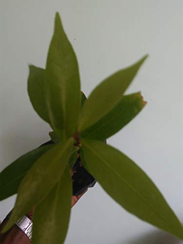 Rose Apple Gulab Jamun Syzygium Jambos Fruit Plant 1 piece by GREEEN EARTH