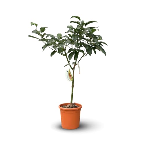 Attitude Jardin - Avocatier - hass - persea americana - arbre fruitier - 90-100 cm - ⌀ 22 cm