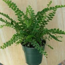 CosaCentum Lemon button fern plant Tree (1 Healthy live plant)- Plant with pot (B0BSTZJMM2) Amazon Price History, Amazon Price Tracker