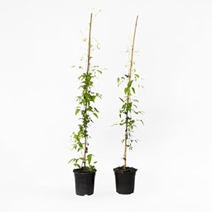 Plant in a Box Waldrebe Clematis Hagley Hybrid 2er