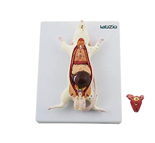 Sponsored Ad - Children - Plastic Rat Dissection Model, Natural Size, 6 Removable Parts, On Base, With Detailed Study Guide, Multi