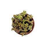 DECOALIVE Mini Planta Suculenta Sedum Rojo Sedum Rubrotinctum