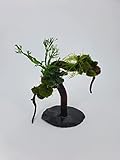 Handmade Wasserpflanzen Tropica Garnelenbäumchen Moorwurzel Aquarium Wurzel Bonsai ca.20 cm Mangrove (Moorwurzel) bepflanzt auf Schiefer Wurzel mit Wasserpflanzen (versch.) Abbildung ähnlich
