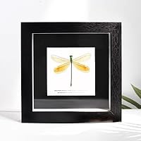 Amazon.co.jp: トンボ昆虫標本置物 (20cm, 烟翅绿色蟌) : おもちゃ