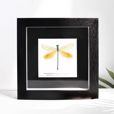 Amazon.co.jp: トンボ昆虫標本置物 (20cm, 烟翅绿色蟌) : おもちゃ