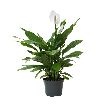 Ashokavanam Peace Lily/Spathiphyllum sensation indoor plant (B098RBP5PP) Amazon Price History, Amazon Price Tracker
