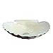 ZOCWJK Bathroom Vessel Sink Tempered Glass Bathroom Vessel Sink Shell Shape Above Counter Bathroom Vessel Vanity Sink Washing Art Basin Bowl Bathroom Sink(